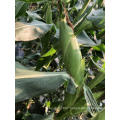 Suntoday high yiled yellow organic sweet  corn seeds price  for planting